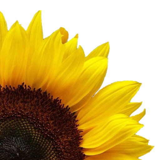 cropped-sunflower_background.png